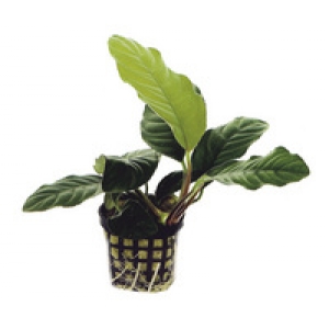 6x Anubias Coffeefolia